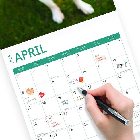 2025 Boston Terriers Monthly Wall Calendar by Bright Day, 12 x 12 Inch Cute Dog Breed Gift in Saudi Arabia