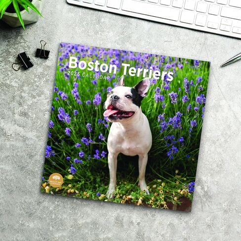 2025 Boston Terriers Monthly Wall Calendar by Bright Day, 12 x 12 Inch Cute Dog Breed Gift in Saudi Arabia
