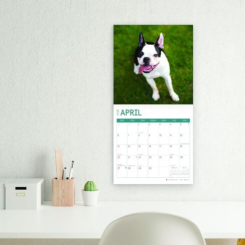 2025 Boston Terriers Monthly Wall Calendar by Bright Day, 12 x 12 Inch Cute Dog Breed Gift in Saudi Arabia