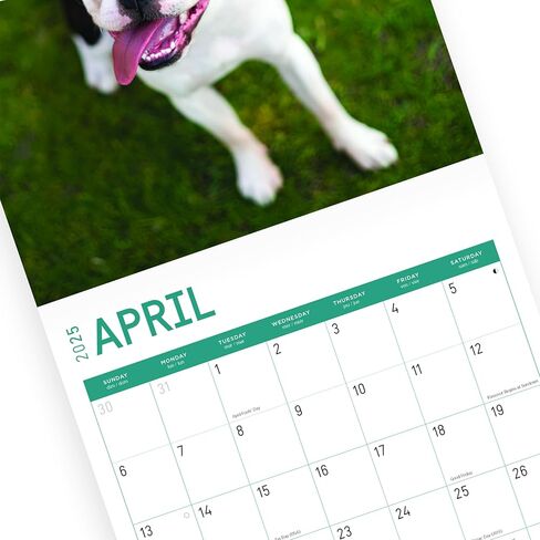 2025 Boston Terriers Monthly Wall Calendar by Bright Day, 12 x 12 Inch Cute Dog Breed Gift in Saudi Arabia
