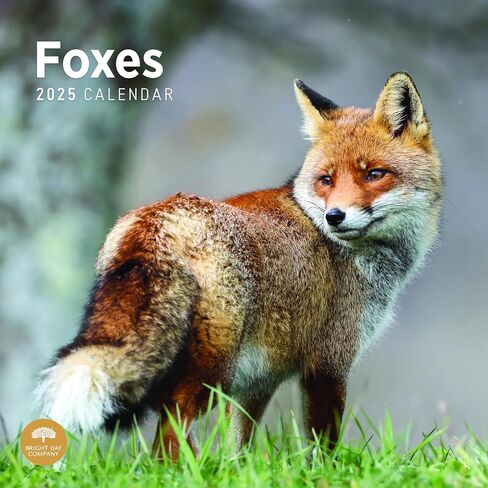 2025 Foxes Monthly Wall Calendar by Bright Day, 12 x 12 Inch Cute Nature Photography Gift in Saudi Arabia