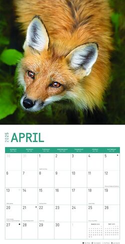 2025 Foxes Monthly Wall Calendar by Bright Day, 12 x 12 Inch Cute Nature Photography Gift in Saudi Arabia