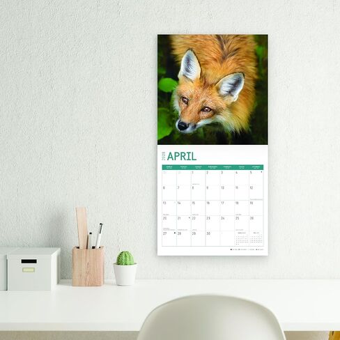 2025 Foxes Monthly Wall Calendar by Bright Day, 12 x 12 Inch Cute Nature Photography Gift in Saudi Arabia