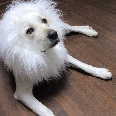 Vivifying Lion Mane for Dog, Adjustable Halloween Dog Lion Costume Wig with Ears for Medium and Large Dogs, Realistic & Funny Dog Accessory Perfect for Parties and Photoshoots (Large, Brown&Black) in Kuwait