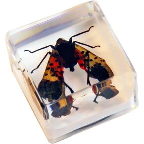 REALBUG Real Lantern Fly with Wings Open in an Acrylic Cube with Magnet