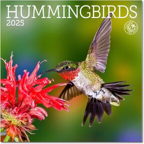 Hummingbirds Mini Wall Calendar 2025, 7" x 7"