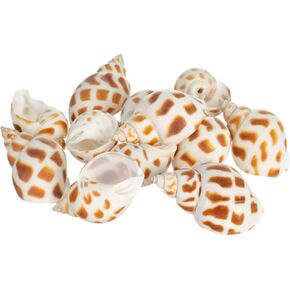 Hermit Crab Shells | Shells for Hermit Crabs | 12 Babylonia Aerolata Turbo Shells 3/4"- 2" | Hermit Crab House for Décor | Plus Free Nautical eBook by Joseph Rains
