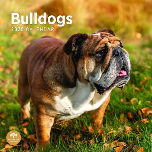 2025 Bulldogs Monthly Wall Calendar by Bright Day, 12 x 12 Inch Cute Dog Breed Gift in Saudi Arabia