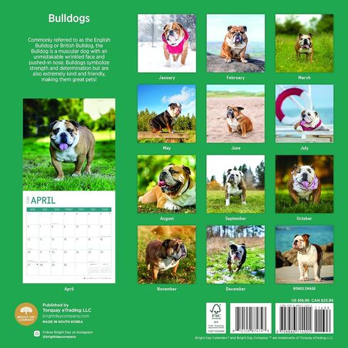 2025 Bulldogs Monthly Wall Calendar by Bright Day, 12 x 12 Inch Cute Dog Breed Gift in Saudi Arabia