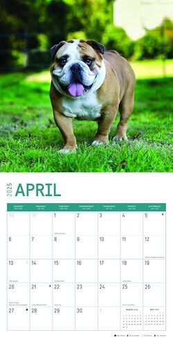2025 Bulldogs Monthly Wall Calendar by Bright Day, 12 x 12 Inch Cute Dog Breed Gift in Saudi Arabia