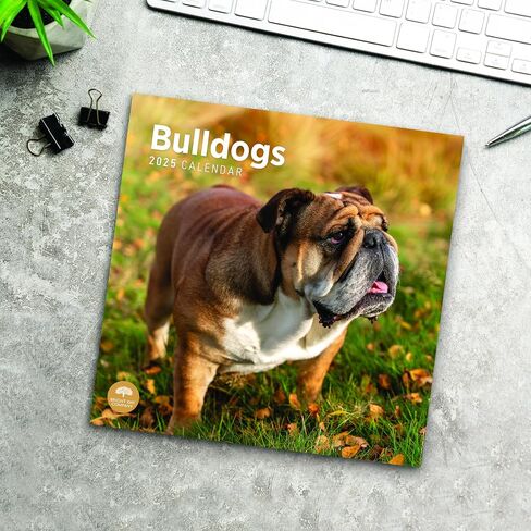 2025 Bulldogs Monthly Wall Calendar by Bright Day, 12 x 12 Inch Cute Dog Breed Gift in Saudi Arabia