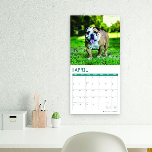 2025 Bulldogs Monthly Wall Calendar by Bright Day, 12 x 12 Inch Cute Dog Breed Gift in Saudi Arabia