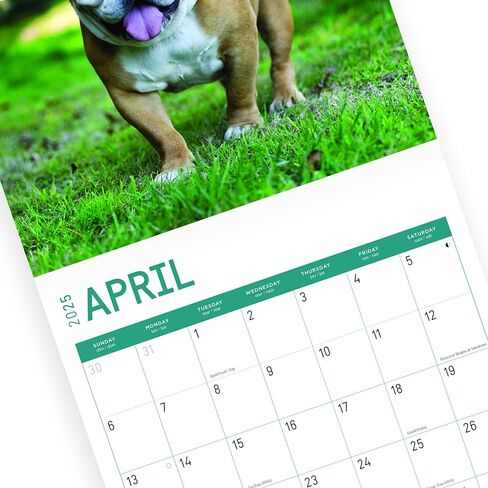 2025 Bulldogs Monthly Wall Calendar by Bright Day, 12 x 12 Inch Cute Dog Breed Gift in Saudi Arabia