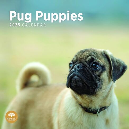 2025 Pug Puppies Monthly Wall Calendar by Bright Day, 12 x 12 Inch Cute Dog Breed Gift in Saudi Arabia
