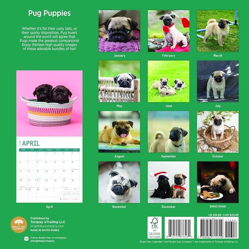 2025 Pug Puppies Monthly Wall Calendar by Bright Day, 12 x 12 Inch Cute Dog Breed Gift in Saudi Arabia