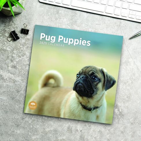 2025 Pug Puppies Monthly Wall Calendar by Bright Day, 12 x 12 Inch Cute Dog Breed Gift in Saudi Arabia