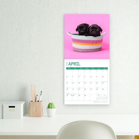 2025 Pug Puppies Monthly Wall Calendar by Bright Day, 12 x 12 Inch Cute Dog Breed Gift in Saudi Arabia