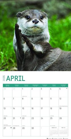 2025 Otters Monthly Wall Calendar by Bright Day, 12 x 12 Inch Cute Nature Photography Gift in Saudi Arabia
