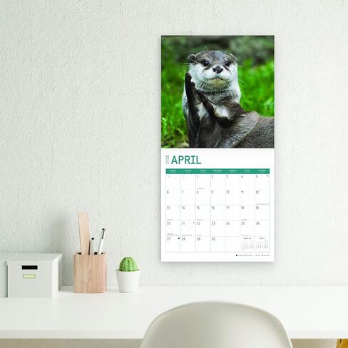 2025 Otters Monthly Wall Calendar by Bright Day, 12 x 12 Inch Cute Nature Photography Gift in Saudi Arabia