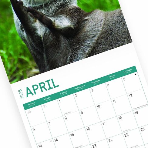 2025 Otters Monthly Wall Calendar by Bright Day, 12 x 12 Inch Cute Nature Photography Gift in Saudi Arabia