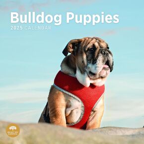 Bright Day Calendars 2025 Bulldog Puppies Monthly Wall Calendar - Cute Dog Breed Gift (12 x 12 Inch)