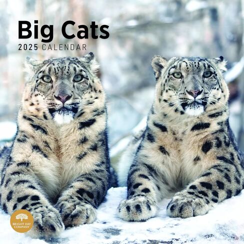 2025 Big Cats Monthly Wall Calendar by Bright Day, 12 x 12 Inch Cute Nature Photography Gift in Saudi Arabia