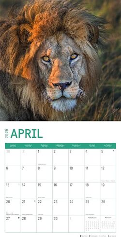 2025 Big Cats Monthly Wall Calendar by Bright Day, 12 x 12 Inch Cute Nature Photography Gift in Saudi Arabia