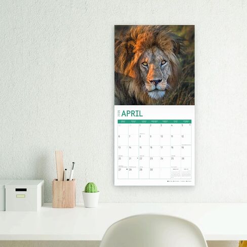 2025 Big Cats Monthly Wall Calendar by Bright Day, 12 x 12 Inch Cute Nature Photography Gift in Saudi Arabia