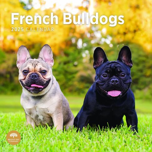 تقويم حائط شهري 2025 French Bulldogs من Bright Day، هدية لطيفة لسلالة الكلاب مقاس 12 × 12 بوصة in Saudi Arabia