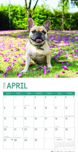 تقويم حائط شهري 2025 French Bulldogs من Bright Day، هدية لطيفة لسلالة الكلاب مقاس 12 × 12 بوصة in Saudi Arabia