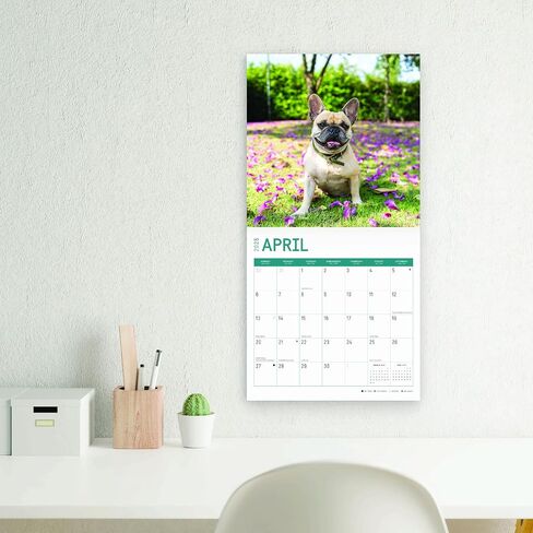 تقويم حائط شهري 2025 French Bulldogs من Bright Day، هدية لطيفة لسلالة الكلاب مقاس 12 × 12 بوصة in Saudi Arabia