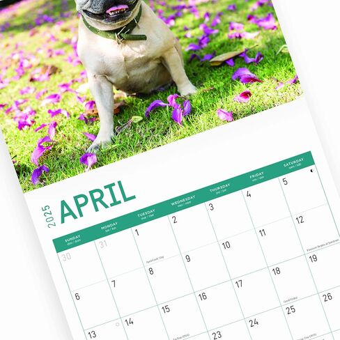 تقويم حائط شهري 2025 French Bulldogs من Bright Day، هدية لطيفة لسلالة الكلاب مقاس 12 × 12 بوصة in Saudi Arabia