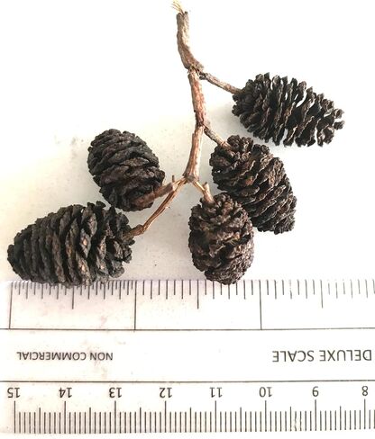 Hexagrowth Alder Cones 30 Pack, Full of Tannins, Enhance Immunity, Promote Natural Habitat, Easy to Use, Aquarium Conditioner, Natural Food Source, Shrimp Betta breeding, Size 0.5" to 1.5" in Saudi Arabia