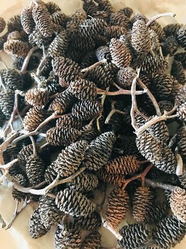 Hexagrowth Alder Cones 30 Pack, Full of Tannins, Enhance Immunity, Promote Natural Habitat, Easy to Use, Aquarium Conditioner, Natural Food Source, Shrimp Betta breeding, Size 0.5" to 1.5" in Saudi Arabia