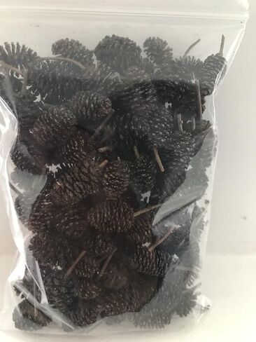Hexagrowth Alder Cones 30 Pack, Full of Tannins, Enhance Immunity, Promote Natural Habitat, Easy to Use, Aquarium Conditioner, Natural Food Source, Shrimp Betta breeding, Size 0.5" to 1.5" in Saudi Arabia