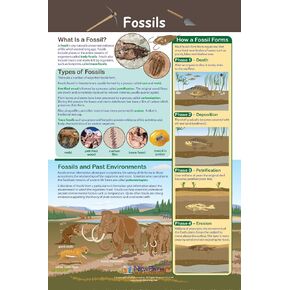 ملصق NewPath Fossils - مصفح، بالألوان الكاملة، 23 بوصة × 35 بوصة (34-6503) in Kuwait