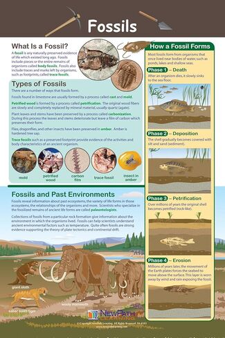 ملصق NewPath Fossils - مصفح، بالألوان الكاملة، 23 بوصة × 35 بوصة (34-6503) in Kuwait