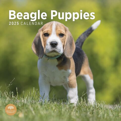 2025 Beagle Puppies Monthly Wall Calendar by Bright Day, 12 x 12 Inch Cute Dog Breed Gift in Saudi Arabia