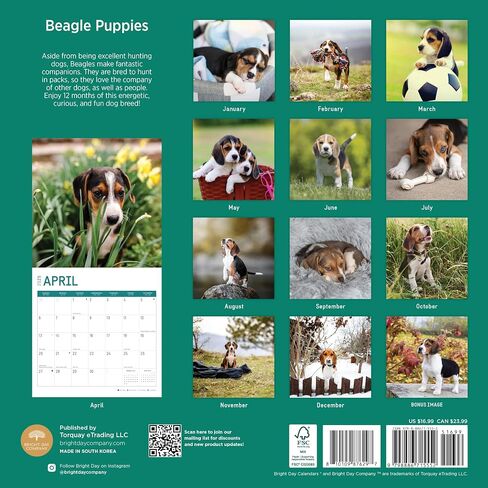 2025 Beagle Puppies Monthly Wall Calendar by Bright Day, 12 x 12 Inch Cute Dog Breed Gift in Saudi Arabia