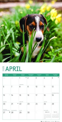 2025 Beagle Puppies Monthly Wall Calendar by Bright Day, 12 x 12 Inch Cute Dog Breed Gift in Saudi Arabia