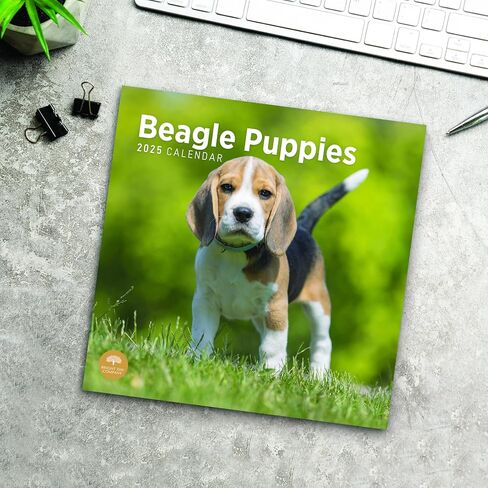 2025 Beagle Puppies Monthly Wall Calendar by Bright Day, 12 x 12 Inch Cute Dog Breed Gift in Saudi Arabia