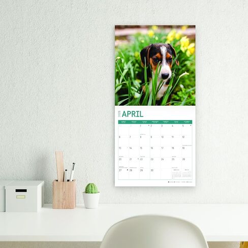 2025 Beagle Puppies Monthly Wall Calendar by Bright Day, 12 x 12 Inch Cute Dog Breed Gift in Saudi Arabia