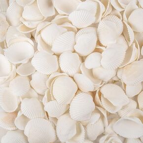 Natural Tiny Sea Shells Small White Clam Shells for Crafts Bulk for Home Decorations, Beach Theme Party, Fish Tank Vase Filler, Bracelet Making Accessories