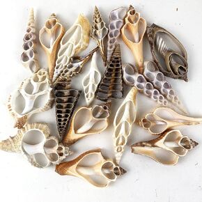 20pc Assorted Center Cut Sea Shells 2"~3" Inch