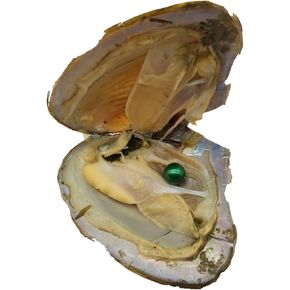 5PCS 9-11mm Edison Pearls Oysters with Pearls Inside,Edison Pearl Oyster,Large Big Pearls Mixed Colors