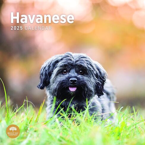 2025 Havanese Monthly Wall Calendar by Bright Day, 12 x 12 Inch Cute Dog Breed Gift in Saudi Arabia