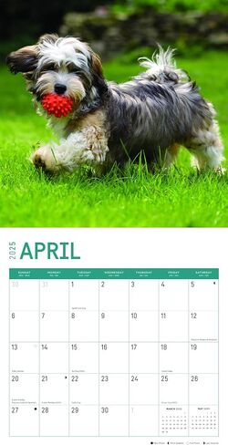2025 Havanese Monthly Wall Calendar by Bright Day, 12 x 12 Inch Cute Dog Breed Gift in Saudi Arabia