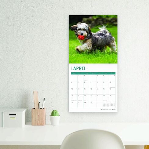 2025 Havanese Monthly Wall Calendar by Bright Day, 12 x 12 Inch Cute Dog Breed Gift in Saudi Arabia
