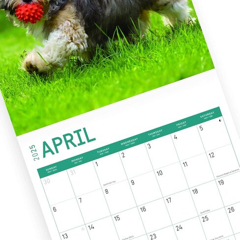 2025 Havanese Monthly Wall Calendar by Bright Day, 12 x 12 Inch Cute Dog Breed Gift in Saudi Arabia