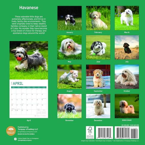 2025 Havanese Monthly Wall Calendar by Bright Day, 12 x 12 Inch Cute Dog Breed Gift in Saudi Arabia